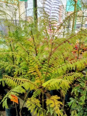 Jacaranda 80 a 90 cm